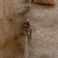 Pink Tourmaline Forest Enchantment 925 Sterling Silver Ring