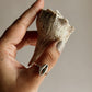 Elegant cowrie seashell silver ring with intricate detailing