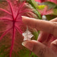 925 Sterling Silver Rose Quartz Star Wire Wrapped Handcrafted Pendant