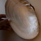 Beautiful Natural Sea Shell for Decoration