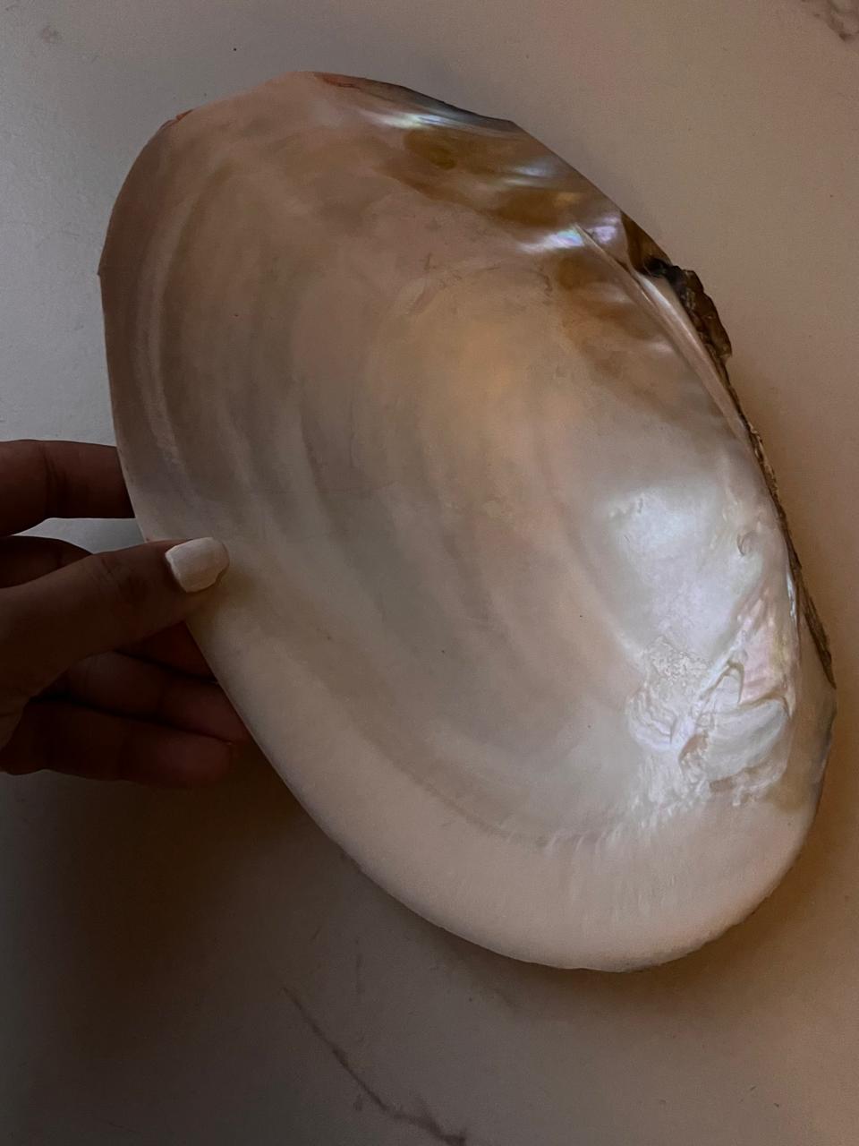 Beautiful Natural Sea Shell for Decoration