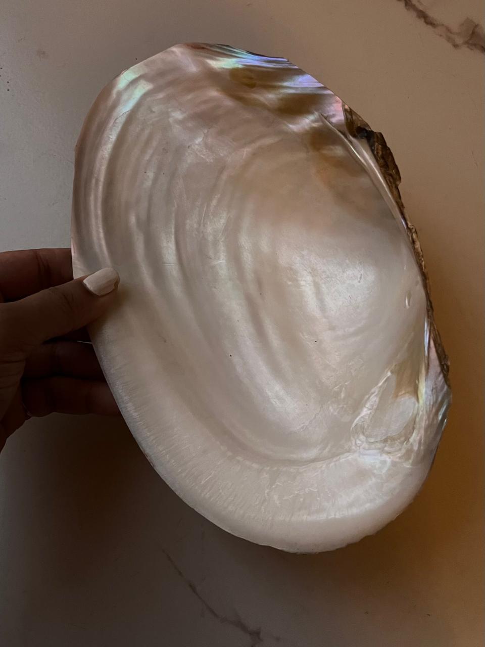 Authentic Natural Sea Shell for Crafting