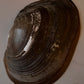 Handpicked Natural Sea Shell