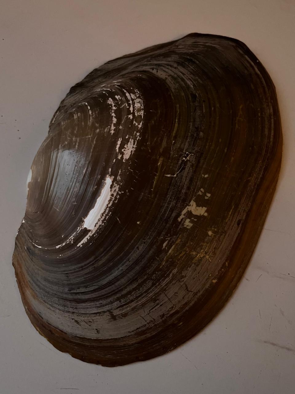 Handpicked Natural Sea Shell