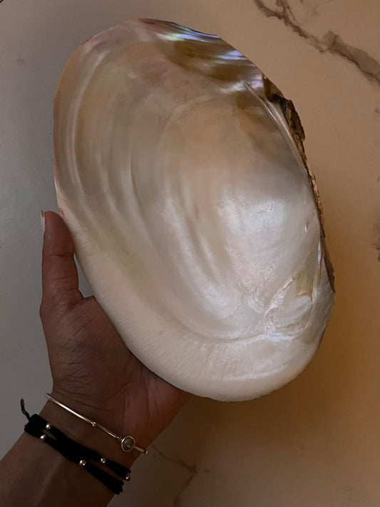 Natural Sea Shell in Raw Form