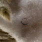 Rawa Boho Septum 925 Sterling Silver Clip On- Design 11