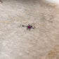 Pink Rawa Floral Nose / Helix 925 Sterling Silver Clip On