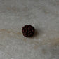 Authentic Nepal Rudraksha seed for spiritual use  