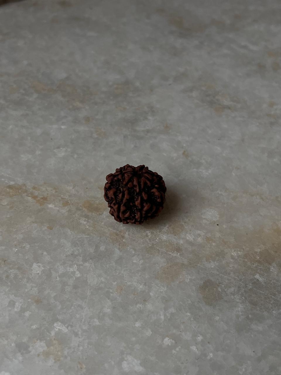 Authentic Nepal Rudraksha seed for spiritual use  
