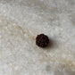 Original genuine Rudraksha from Nepal
