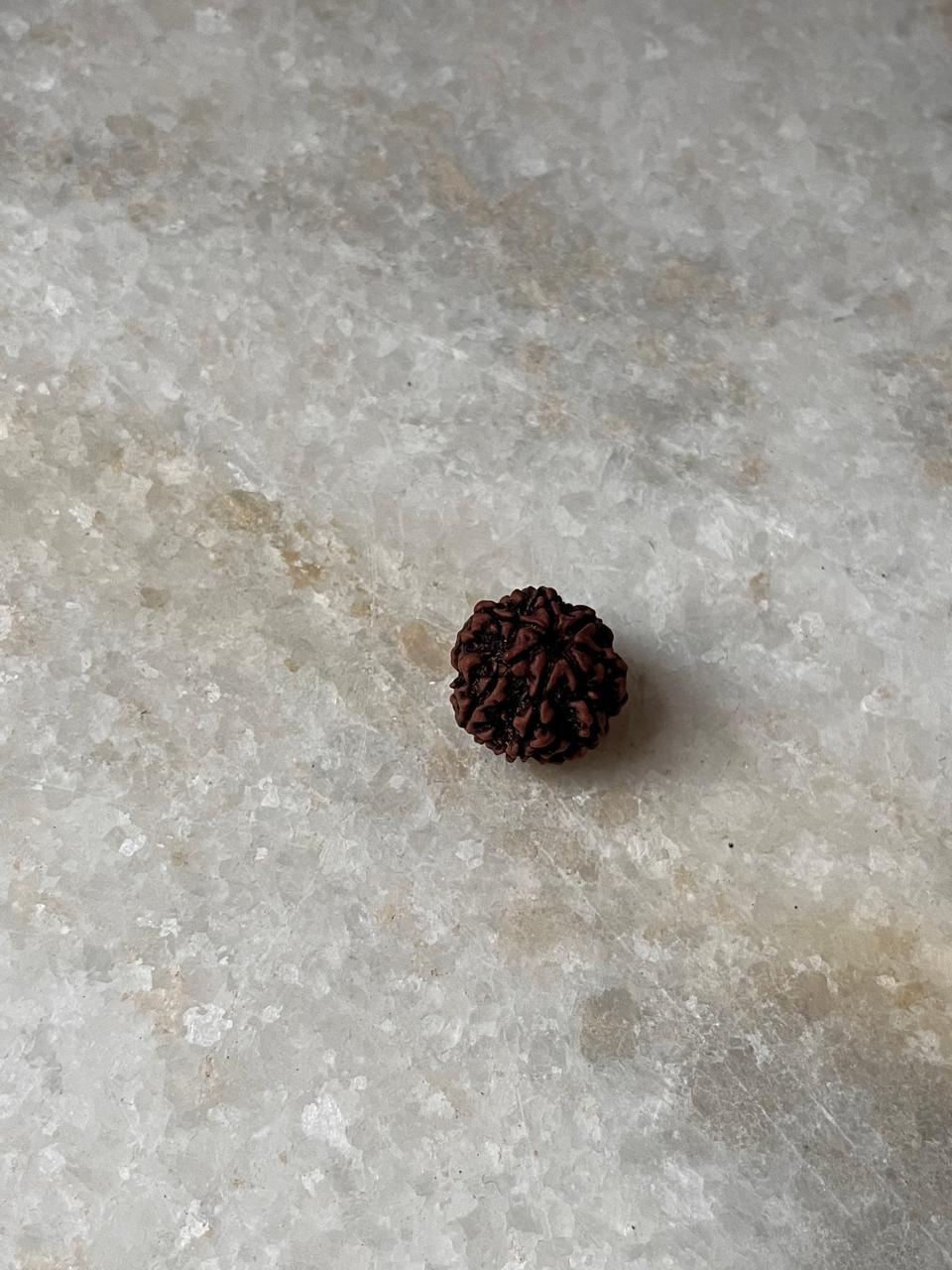 Original genuine Rudraksha from Nepal