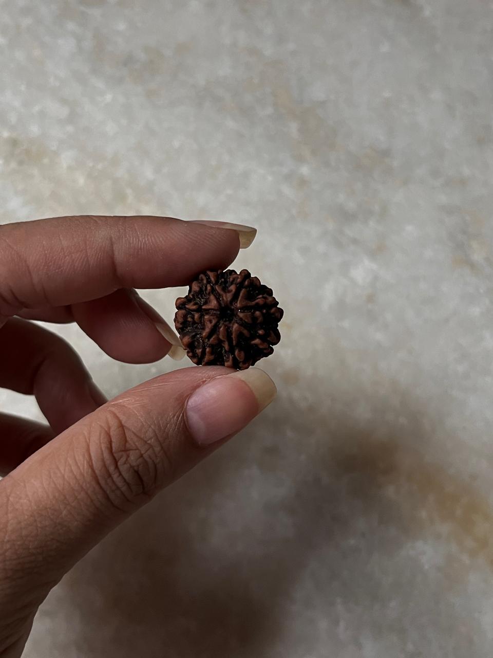 Sacred Nepal Rudraksha bead for meditation  