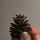 Gold vermeil thin link stack band ring atop a pinecone, showcasing its elegant design and durability.