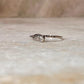 Moonstone Dainty Forest 925 Sterling Silver Ring
