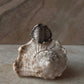 Ocean Shell Texture 925 Sterling Silver Ring