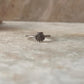 Shell 925 Sterling Silver Ring
